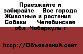 Приезжайте и забирайте. - Все города Животные и растения » Собаки   . Челябинская обл.,Чебаркуль г.